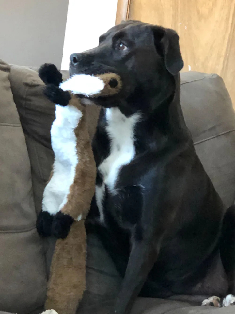 Funny animal dog toy with squeakers