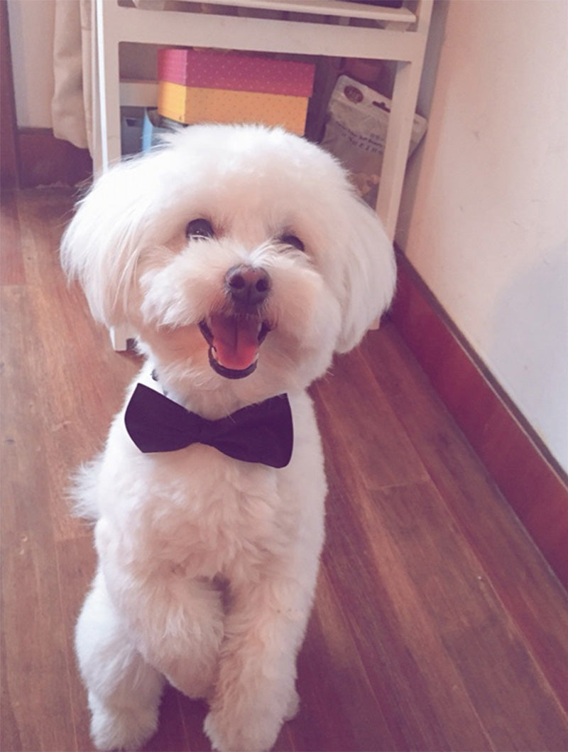 Adjustable bow-tie for dogs/cats