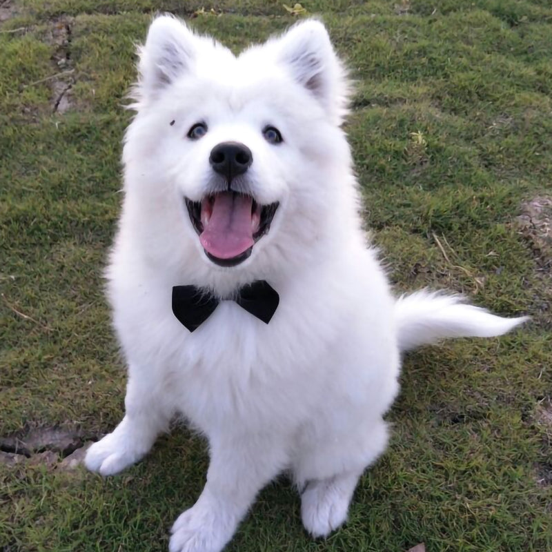 Adjustable bow-tie for dogs/cats